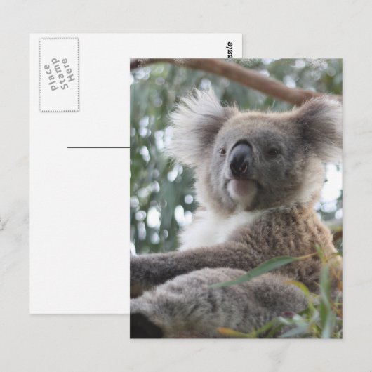 Koala Briefkaart (Voorkant / Achterkant)