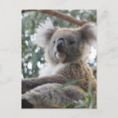 Koala Briefkaart (Voorkant)