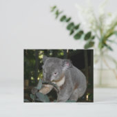 Koala Briefkaart (Staand voorkant)
