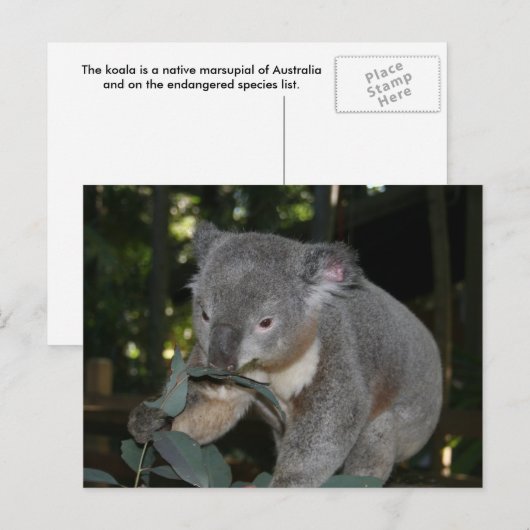 Koala Briefkaart (Voorkant / Achterkant)