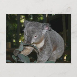 Koala Briefkaart