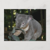 Koala Briefkaart (Voorkant)
