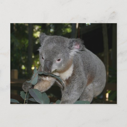 Koala Briefkaart (Voorkant)