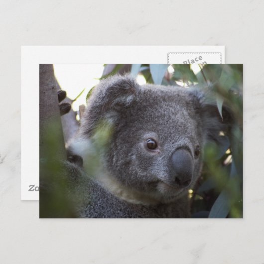 Koala Briefkaart (Voorkant / Achterkant)