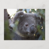 Koala Briefkaart (Voorkant)