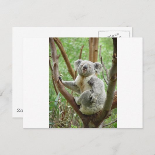 Koala Briefkaart (Voorkant / Achterkant)