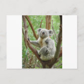 Koala Briefkaart (Voorkant)