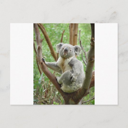 Koala Briefkaart (Voorkant)