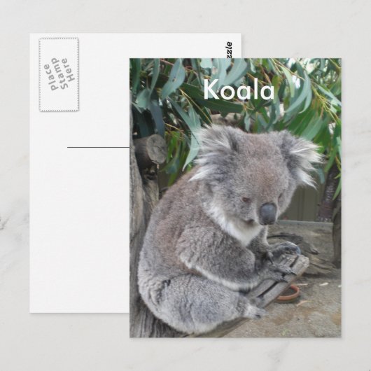 Koala Briefkaart (Voorkant / Achterkant)