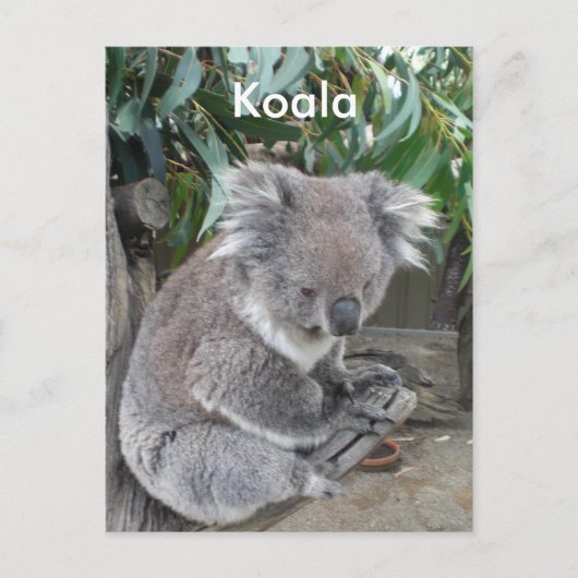 Koala Briefkaart (Voorkant)