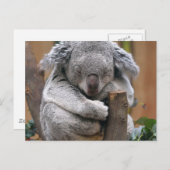 Koala Briefkaart (Voorkant / Achterkant)