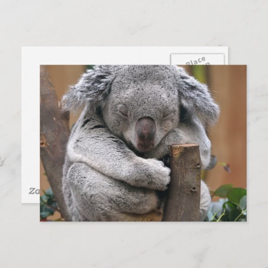 Koala Briefkaart (Voorkant / Achterkant)