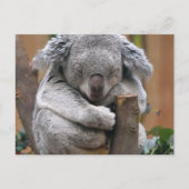 Koala Briefkaart (Voorkant)