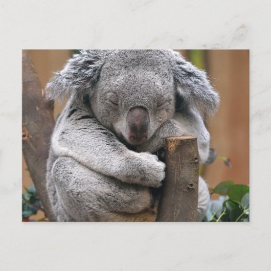 Koala Briefkaart (Voorkant)