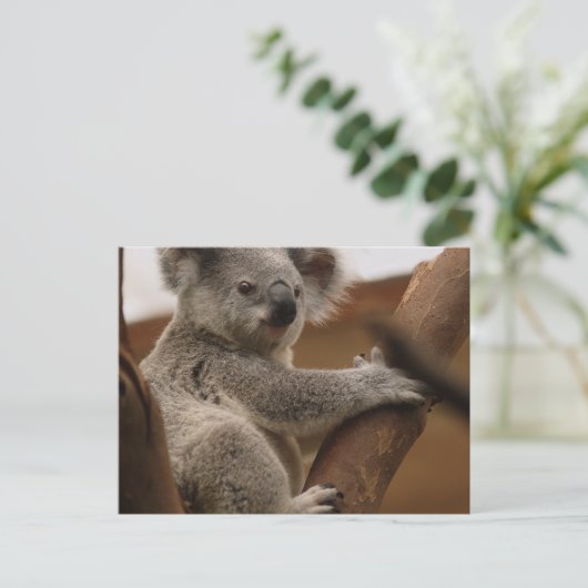 Koala Briefkaart (Staand voorkant)
