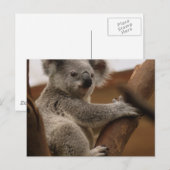 Koala Briefkaart (Voorkant / Achterkant)