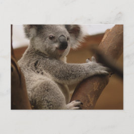 Koala Briefkaart