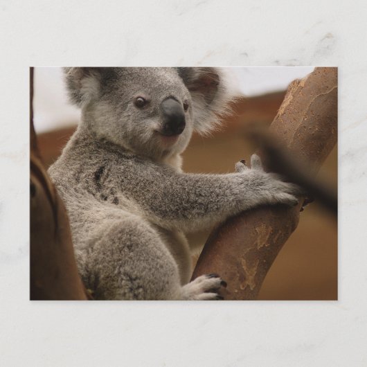 Koala Briefkaart (Voorkant)