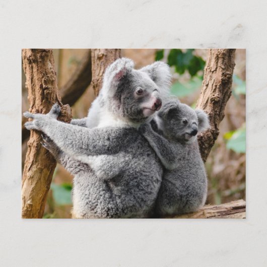 Koala Briefkaart (Voorkant)