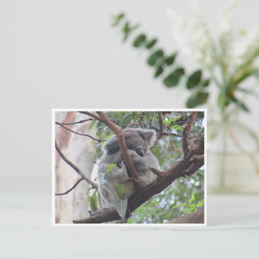 koala briefkaart (Staand voorkant)