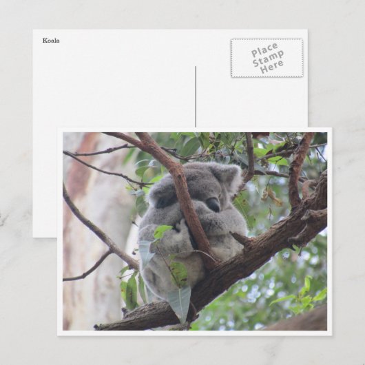 koala briefkaart (Voorkant / Achterkant)