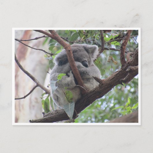 koala briefkaart (Voorkant)