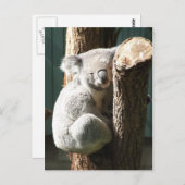 Koala Briefkaart (Voorkant / Achterkant)