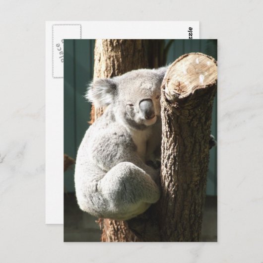 Koala Briefkaart (Voorkant / Achterkant)