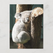 Koala Briefkaart (Voorkant)