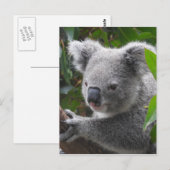 Koala Briefkaart (Voorkant / Achterkant)