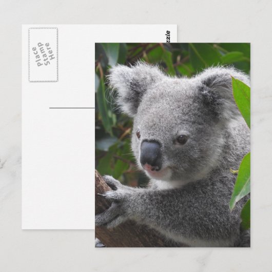 Koala Briefkaart (Voorkant / Achterkant)