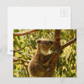 Koala Briefkaart (Voorkant / Achterkant)