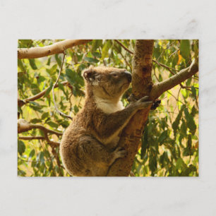 Koala Briefkaart
