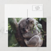 Koala Briefkaart (Voorkant / Achterkant)