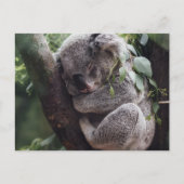 Koala Briefkaart (Voorkant)