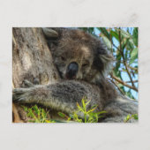 Koala Briefkaart (Voorkant)
