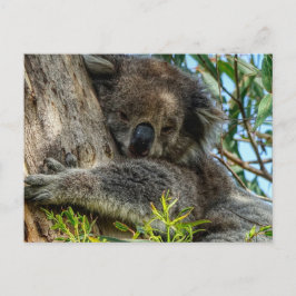 Koala Briefkaart