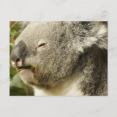Koala Briefkaart (Voorkant)