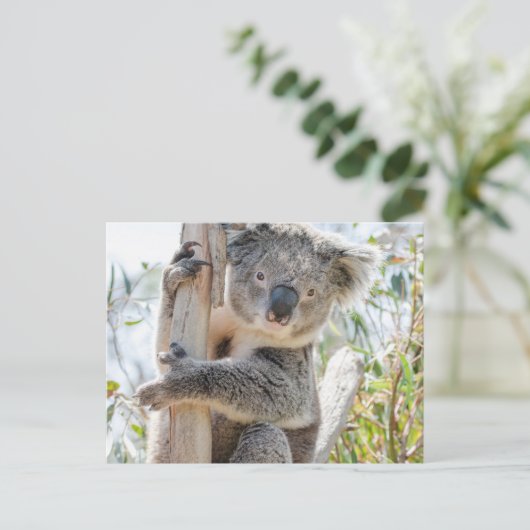 Koala Briefkaart (Staand voorkant)