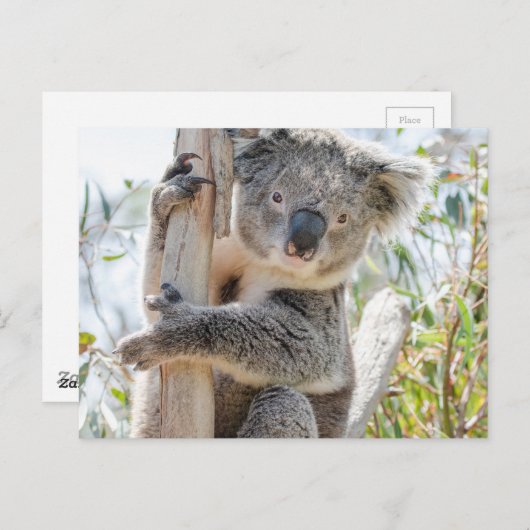 Koala Briefkaart (Voorkant / Achterkant)