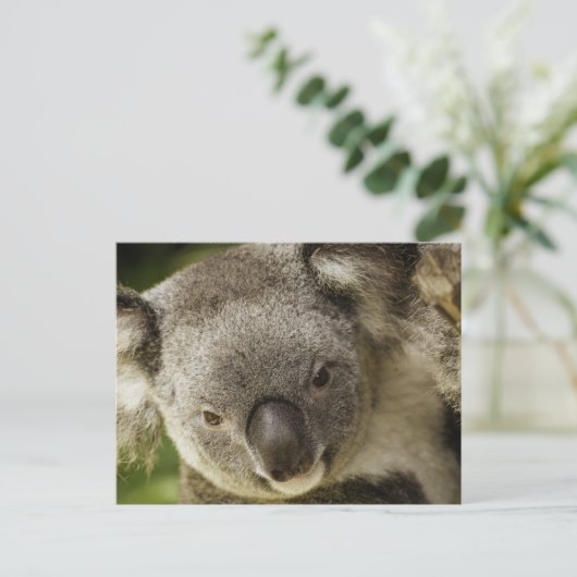 Koala Briefkaart (Staand voorkant)
