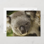 Koala Briefkaart (Voorkant / Achterkant)