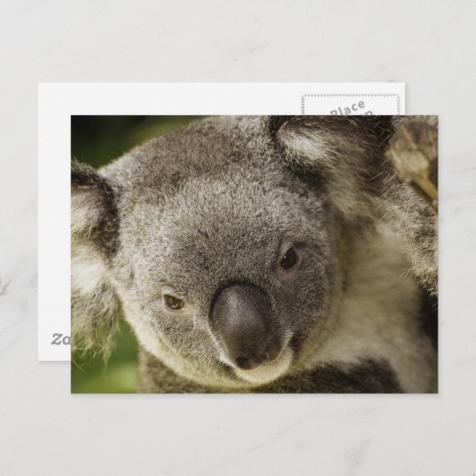 Koala Briefkaart (Voorkant / Achterkant)