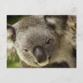 Koala Briefkaart (Voorkant)