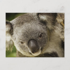 Koala Briefkaart
