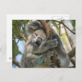 Koala Briefkaart (Voorkant / Achterkant)