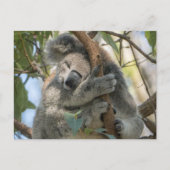 Koala Briefkaart (Voorkant)