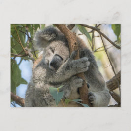 Koala Briefkaart