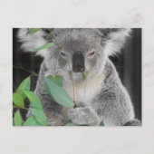 Koala Briefkaart (Voorkant)