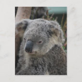 Koala Briefkaart (Voorkant)